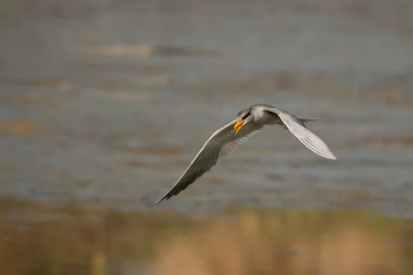 Flodfågeln Flyger Över Vattnet Vid Soluppgången — Stockfoto