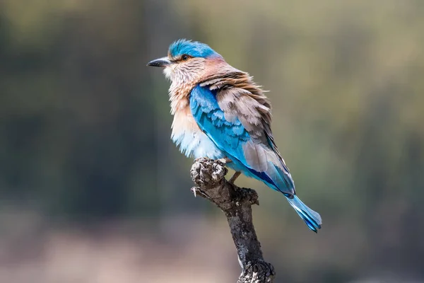 Zingfisher Alcedo Atthis Bird Wilty Blue — стоковое фото