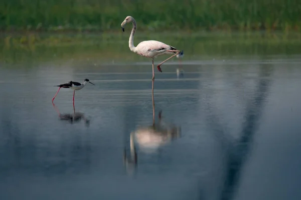 Beautiful Pink Flamingo Water — Stock Photo, Image