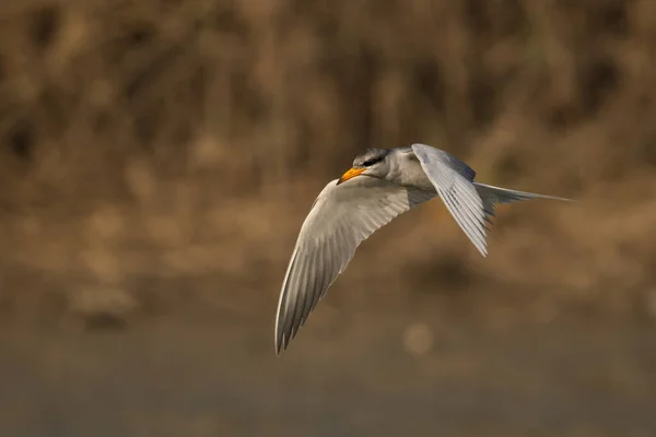 Río Tern Pájaro Volando Sobre Agua Amanecer —  Fotos de Stock