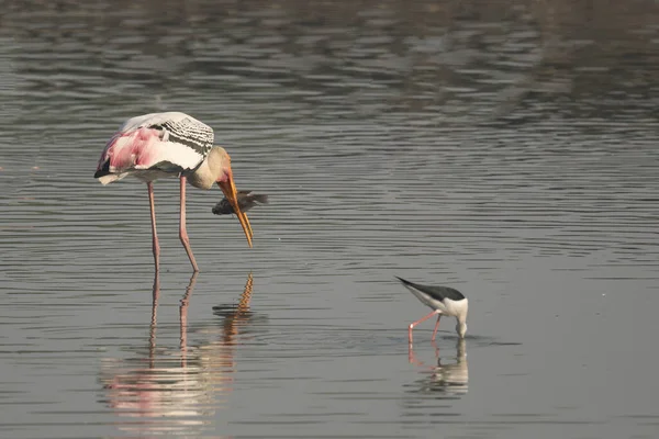 Cigogne Peinte Avec Prises Poissons Échasses Noires Chassant Les Poissons — Photo