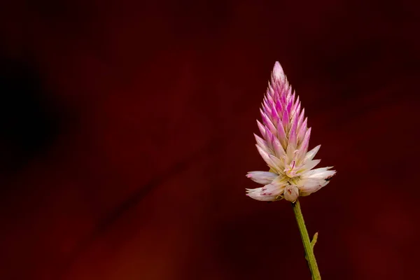 Krásný Botanický Záběr Přírodní Tapety Růžový Květ — Stock fotografie