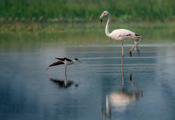 Greater Flamingo Black Winged Stilts Water — Stock Photo, Image