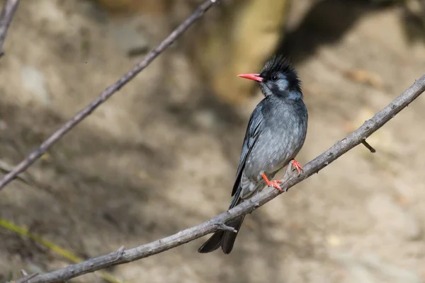 Pájaro Está Sentado Una Rama Árbol — Foto de Stock