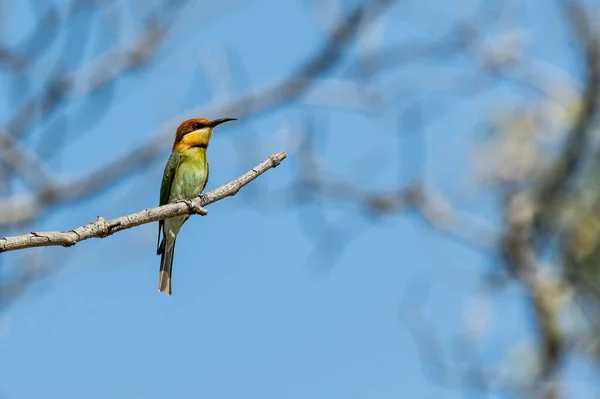 Bee Eater Perching Branch — Stock Photo, Image