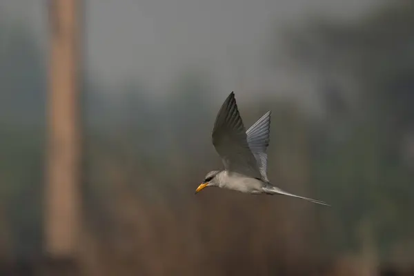 Rio Tern Pássaro Voando Sobre Água Nascer Sol — Fotografia de Stock