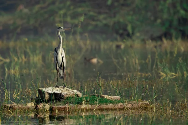 Grote Zilverreigers Het Water — Stockfoto