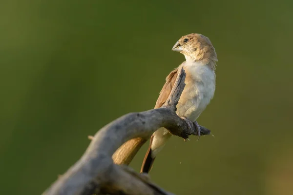 Uccello Bruno Appollaiato Ramo Albero — Foto Stock