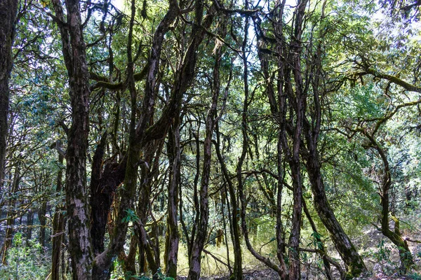 Arbres Verts Dans Forêt — Photo