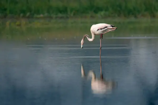 Bonito Flamingo Rosa Água — Fotografia de Stock