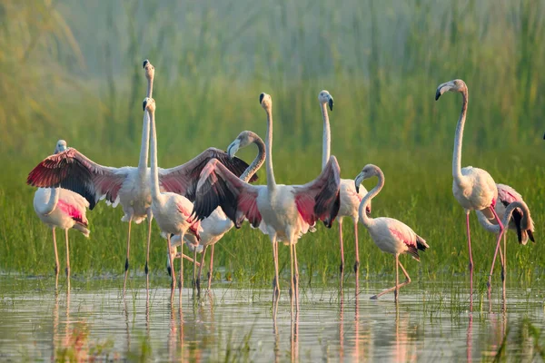 Vackra Rosa Flamingos Vattnet — Stockfoto