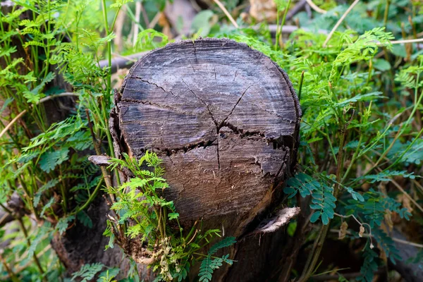 Baumstumpf Und Wachsendes Grünes Gras — Stockfoto