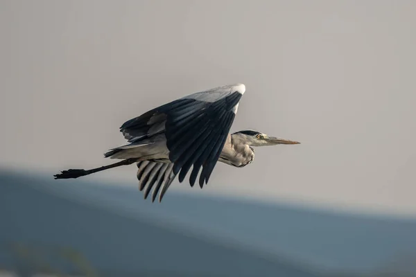 Großer Schwarzer Vogel — Stockfoto