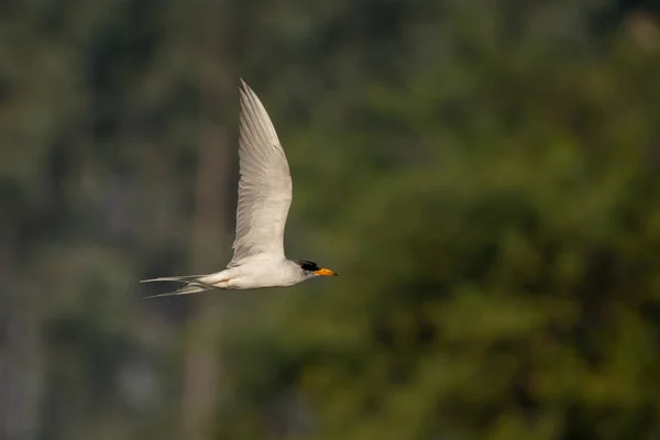 Rivier Stern Vogel Vliegen Het Water Bij Zonsopgang — Stockfoto