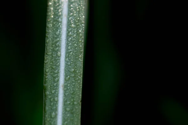 Wassertropfen Auf Dem Grünen Blatt — Stockfoto