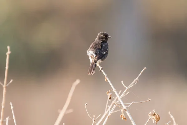 Pequeno Pássaro Preto Empoleirado Ramo — Fotografia de Stock