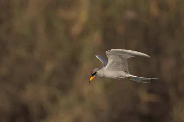 Río Tern Pájaro Volando Sobre Agua Amanecer —  Fotos de Stock