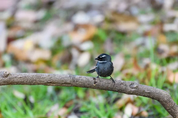 Belo Pássaro Está Sentado Galho Árvore — Fotografia de Stock