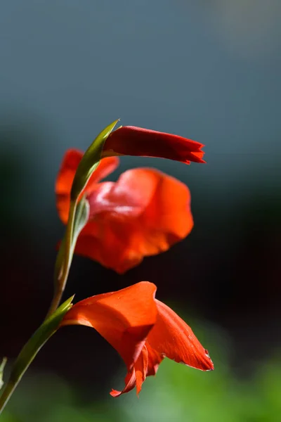 Beautiful Red Flower Garden — Stock Photo, Image