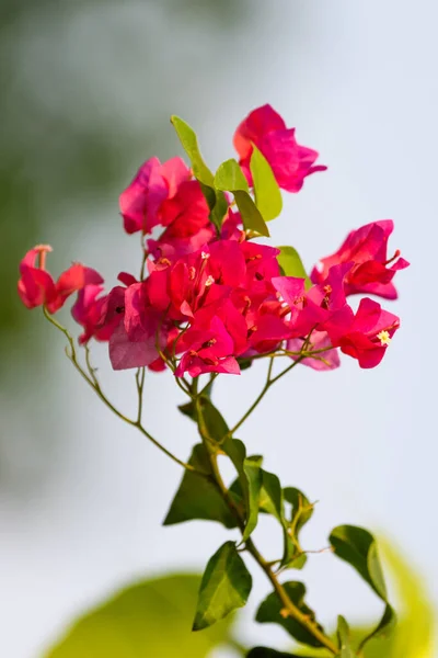 Vackra Rosa Blommor Trädgården — Stockfoto