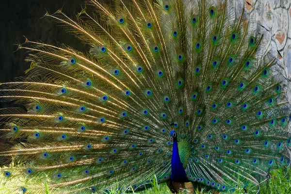 Schöner Pfauenvogel Thailand — Stockfoto