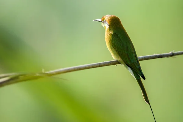 Bin Ätare Sittande Gren — Stockfoto