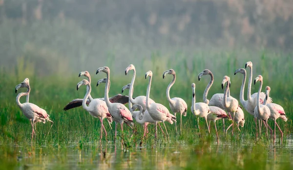 Parktaki Flamingo Sürüsü — Stok fotoğraf