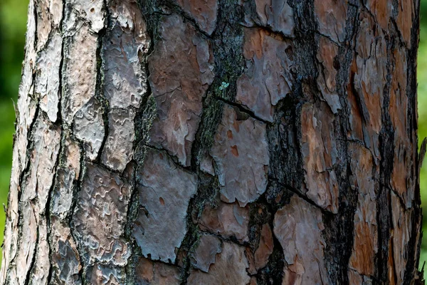 Zbliżenie Kory Drzewa — Zdjęcie stockowe