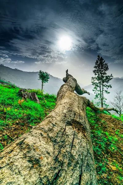 Schöne Landschaft Mit Alten Umgestürzten Bäumen Den Bergen — Stockfoto