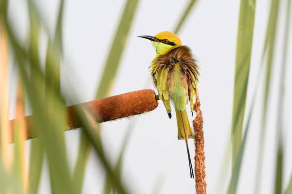 Bee eater perched on reeds