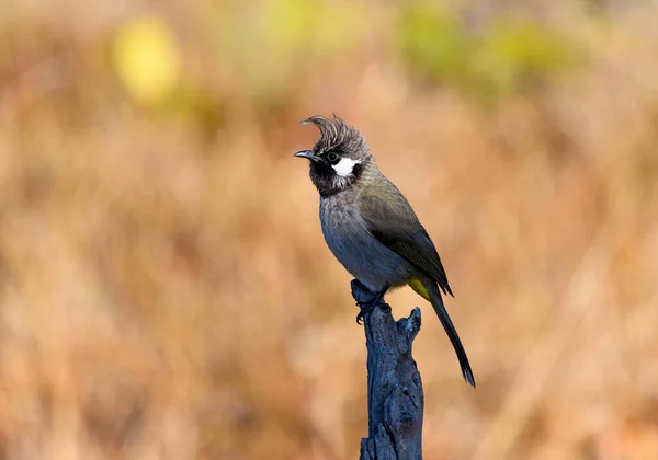 Grand Oiseau Mâle Tête Noire Perché Sur Une Branche — Photo