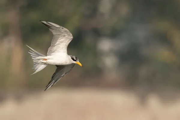 Gaivota Voando Céu — Fotografia de Stock