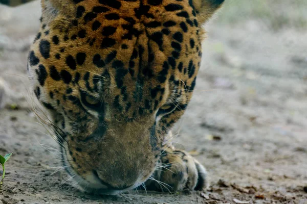 Primo Piano Leopardo — Foto Stock