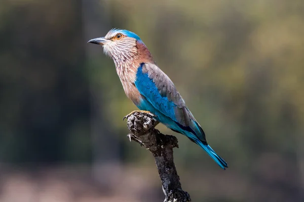 Indian Roller Perched Branch Tree — Stock Photo, Image