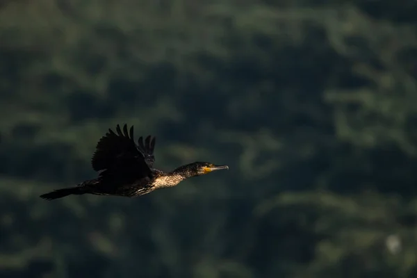 Pájaro Negro Volando Fondo Natural — Foto de Stock