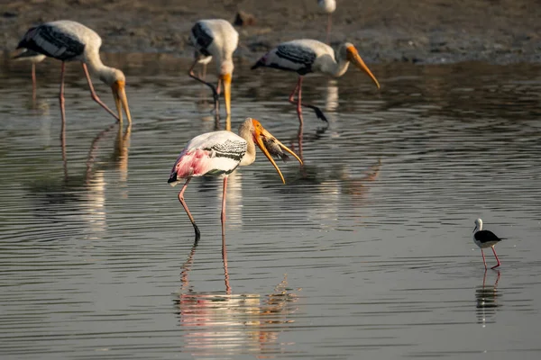 Greater Flamingos Large Pink Water Birds — Stock Photo, Image