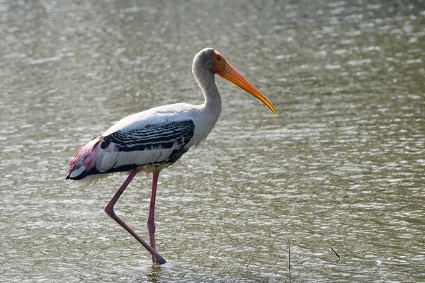 Beautiful Pink Stork Background City — Stock Photo, Image