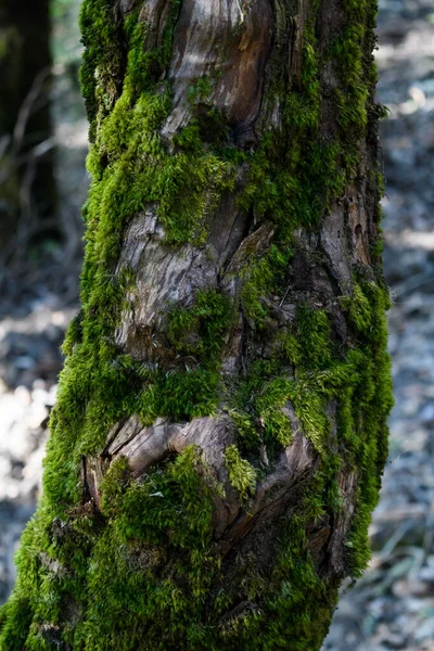 Musgo Árvore — Fotografia de Stock