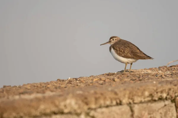 Sandpiper Pájaro Encaramado Una Pared Piedra — Foto de Stock