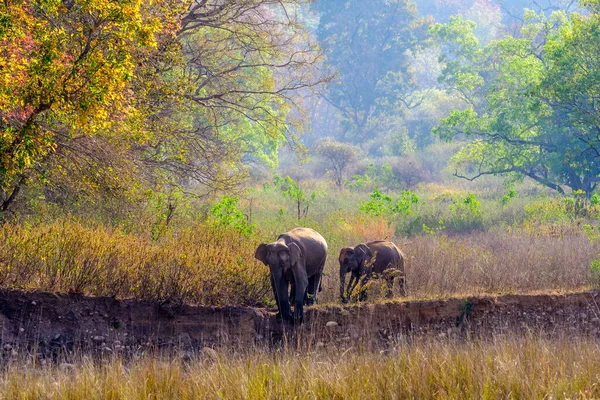 Ινδική Οικογένεια Ελέφαντα Στη Φύση — Φωτογραφία Αρχείου