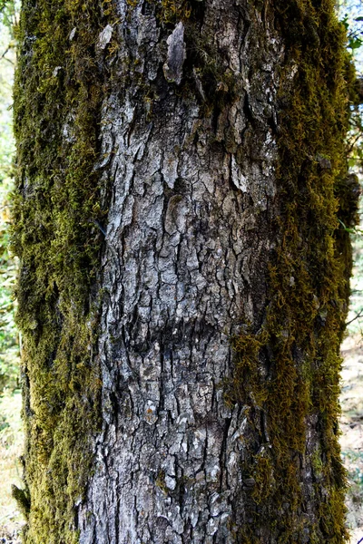 Gros Plan Une Écorce Arbre — Photo