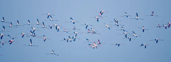 Manada Flamencos Voladores Mayores — Foto de Stock