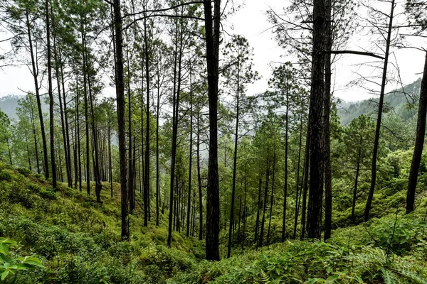 Bela Paisagem Com Floresta Verde — Fotografia de Stock