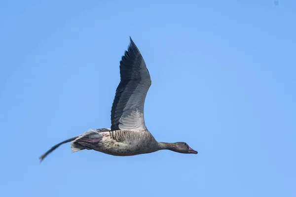 Goose Flying Sky — стоковое фото
