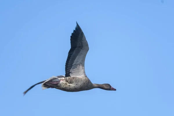 Eine Gans Fliegt Den Himmel — Stockfoto