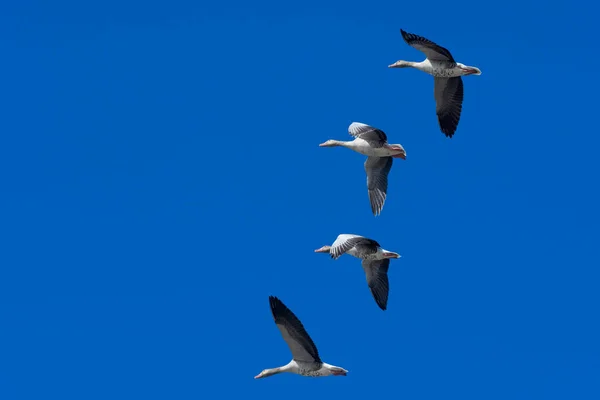 Gansos Volando Cielo — Foto de Stock