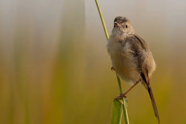 Vogel Een Tak Close — Stockfoto