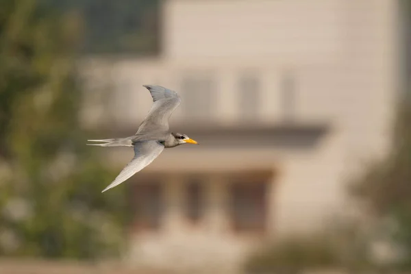 Gaviota Volando Cielo —  Fotos de Stock