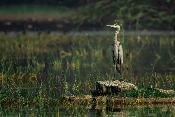 Grote Zilverreiger Rots — Stockfoto