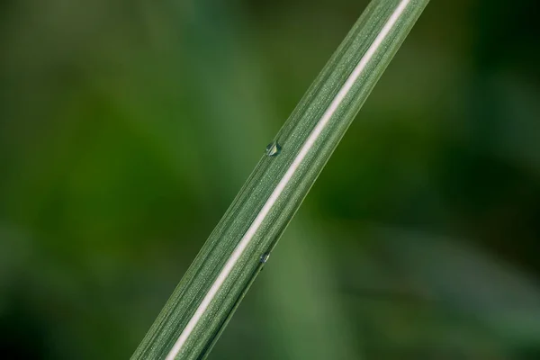 Grama Verde Com Gotas Orvalho — Fotografia de Stock